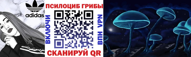 Псилоцибиновые грибы Cubensis  Чадан 
